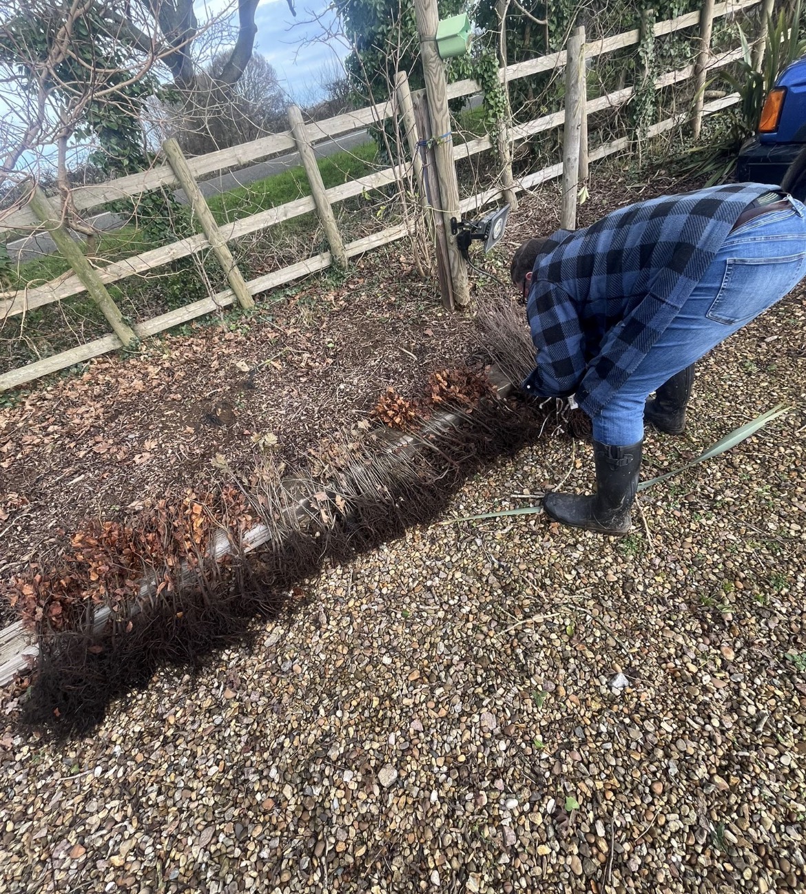 Bundles of bare-root saplings ready for planting